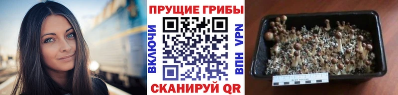 Купить закладки  Мичуринск  Галлюциногенные грибы Psilocybe 